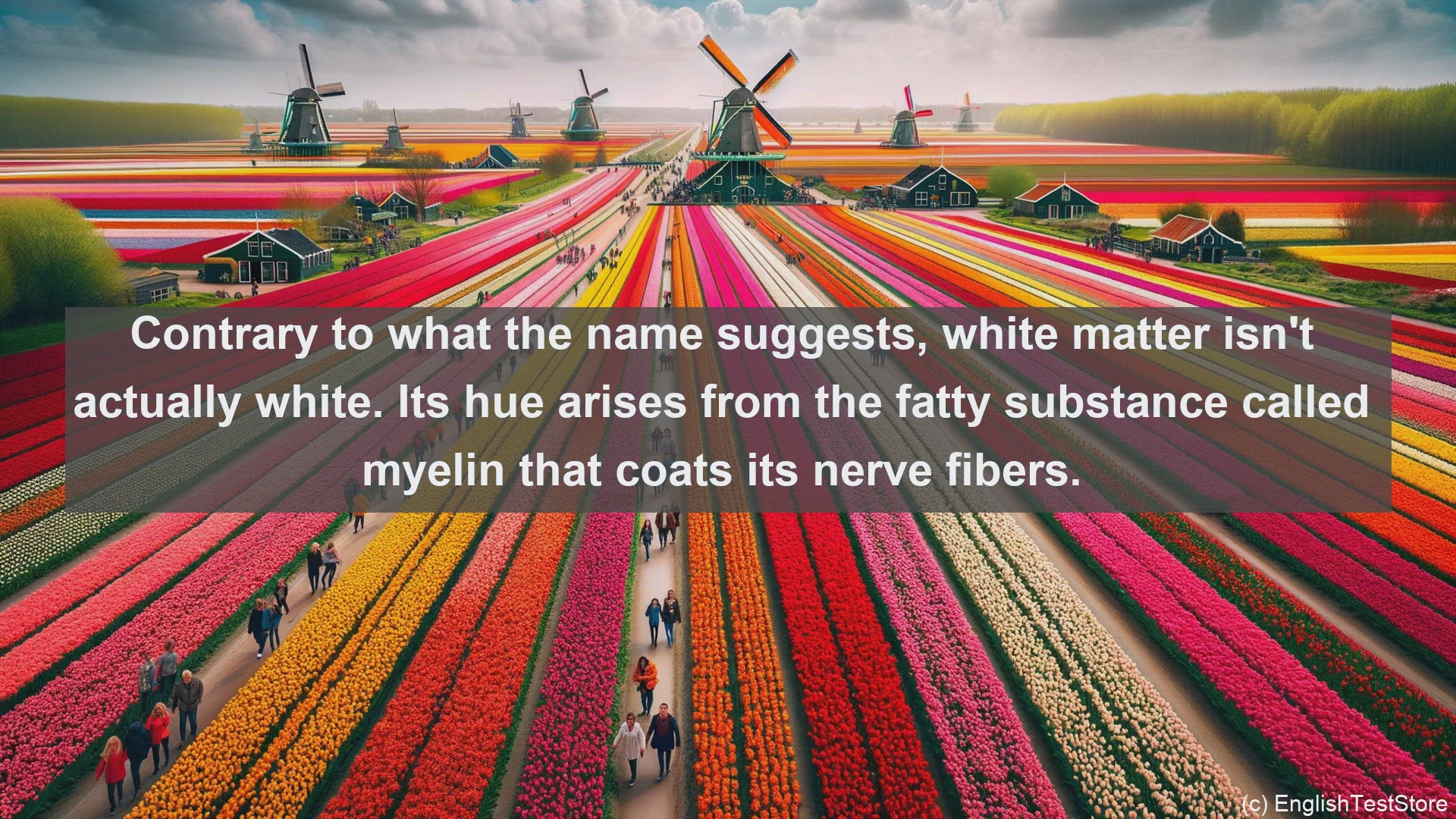 'Video thumbnail for White matter in science  definition and examples'