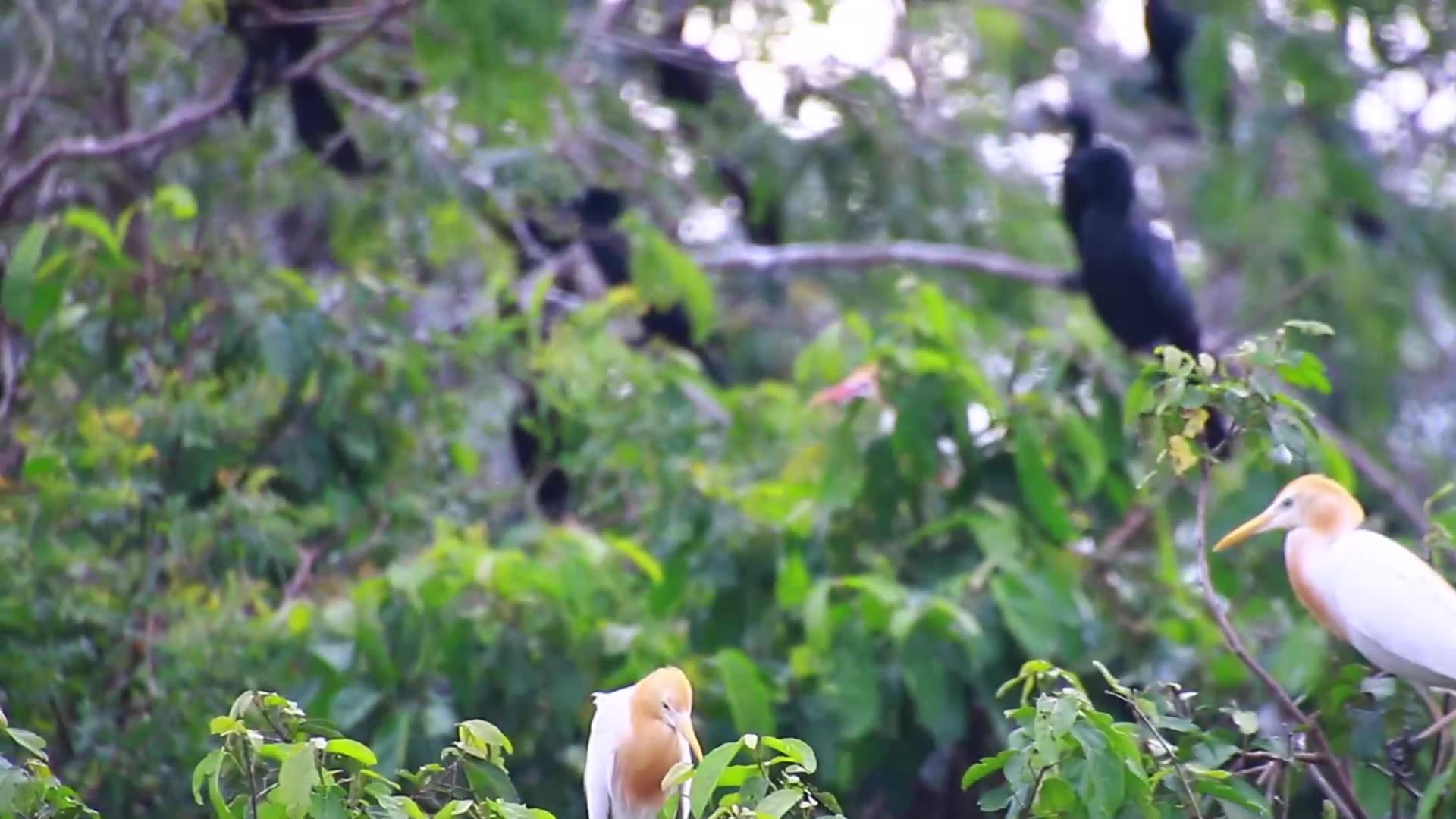 Video thumbnail for Wild hero bird in forest