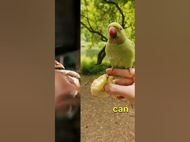 Video thumbnail for What Are The BEST Foods For A Baby Bird?