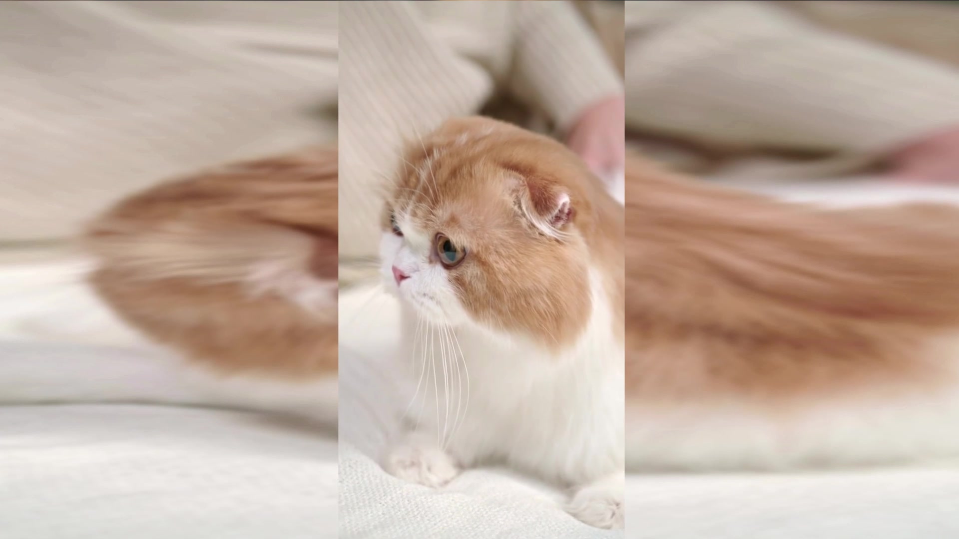 Video thumbnail for Meet the World’s Richest Animals: Their Shocking Wealth Will Make You Feel Broke