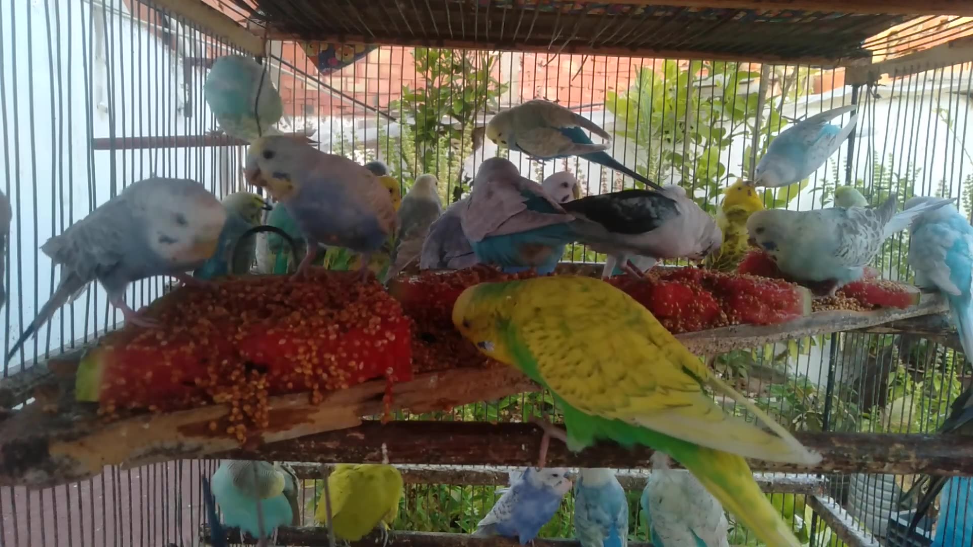 'Video thumbnail for Funny Budgie Couple Goals 💑🎶  Cuteness + Love = Happiness'