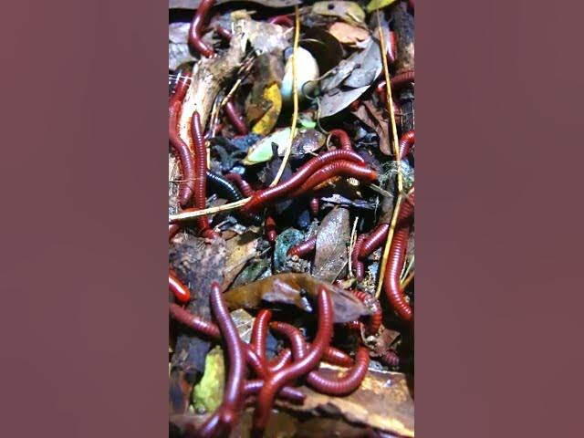 'Video thumbnail for A lot Venomous Centipede #insects #shorVenomous'