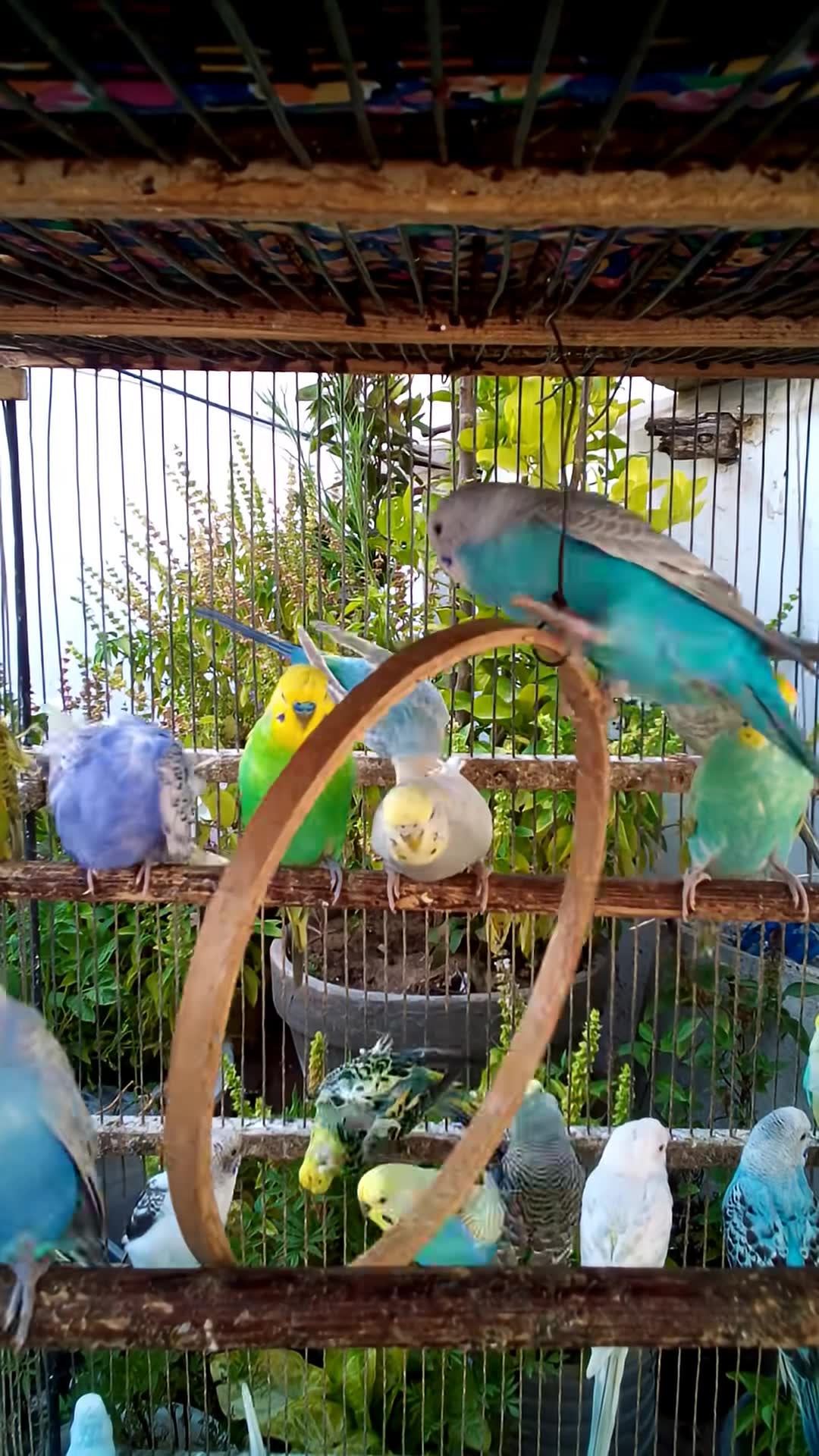 'Video thumbnail for This Amazon bird toy is SO COOL#birds#parrot #birdslover #budgis #lovebirds #budgiegar #cute #health'