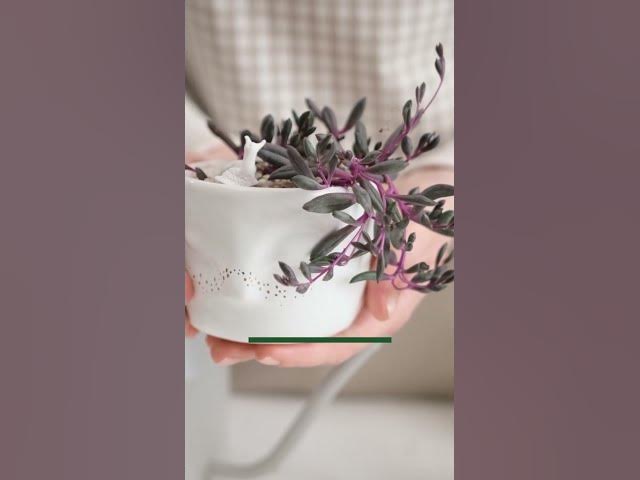 Video thumbnail for Top 15 Colorful Succulents You Need To Grow