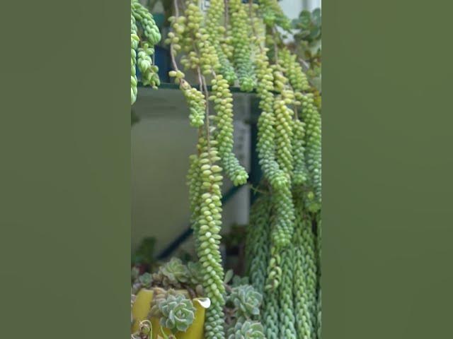 Video thumbnail for Best Trailing Succulents for Hanging Baskets  | Stunning & Easy to Grow!