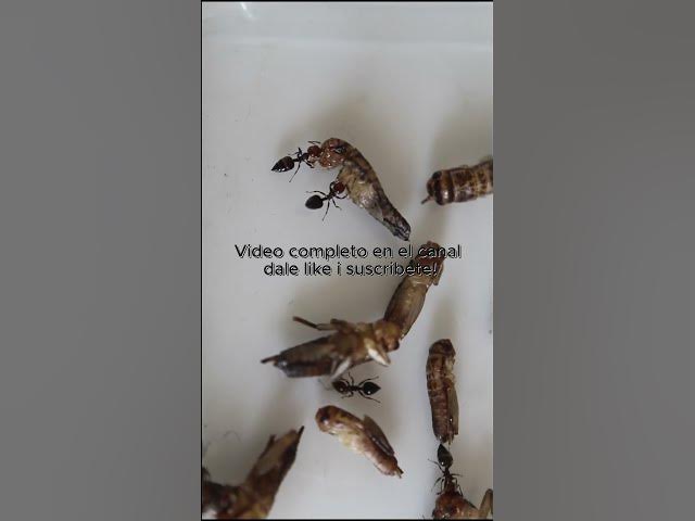 Video thumbnail for Los vuelos nupciales de las #crematogaster #scutellaris #shorts