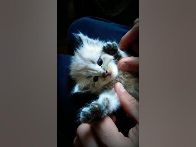 Video thumbnail for Cute Kitten || Cat Lovers #ytshorts #shortsvideo #shortsviral