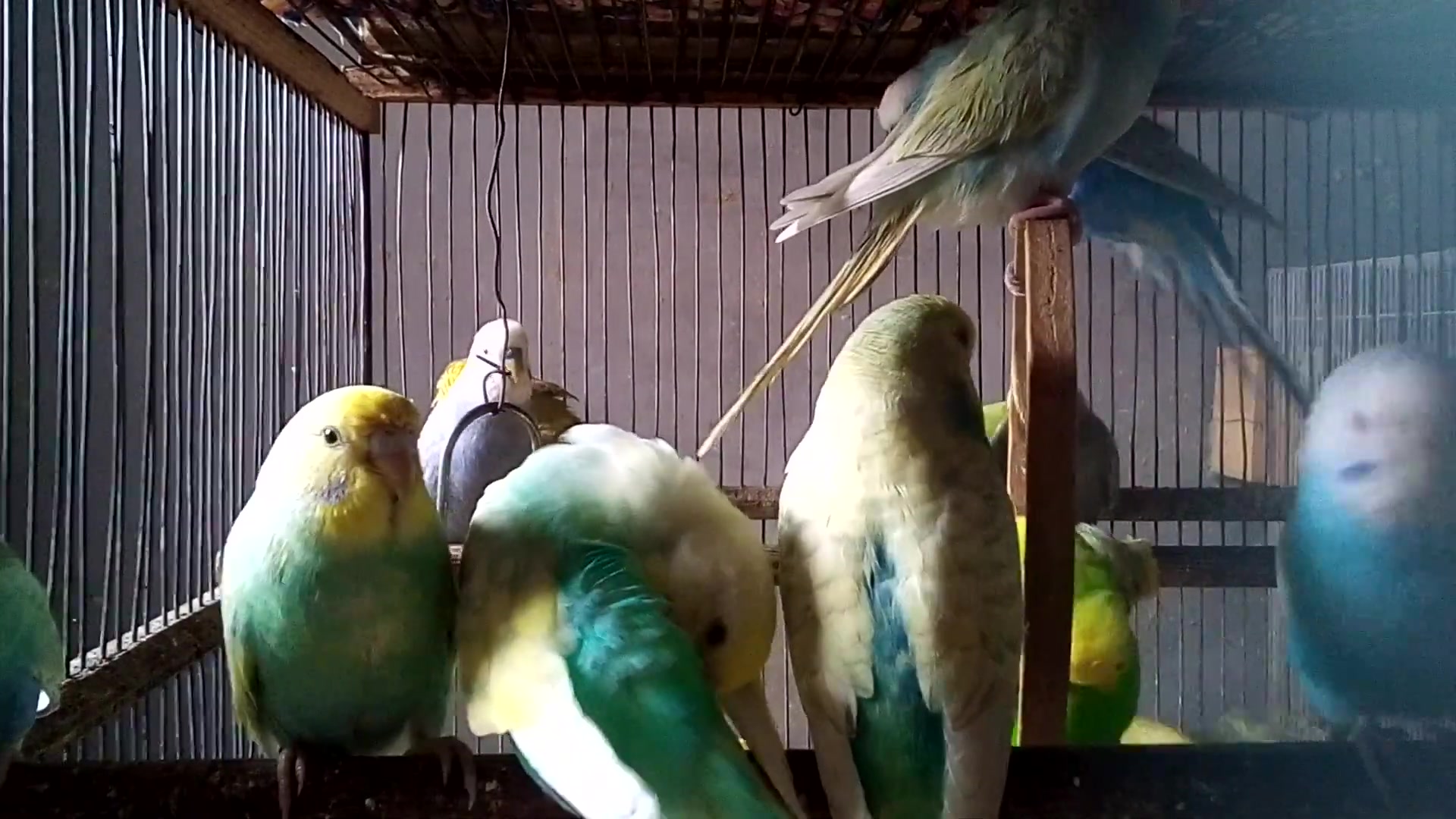 'Video thumbnail for When Birds Show Emotions Without Words 🐣'