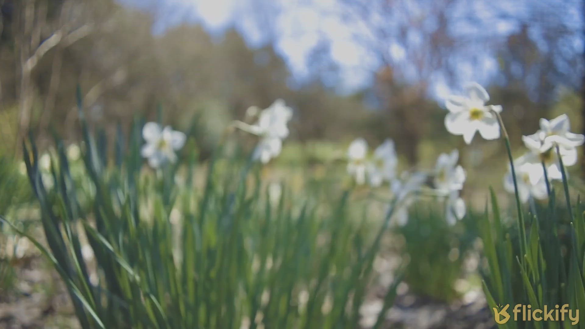 Video thumbnail for What Eats Daffodil Flowers? – All Of the Main Culprits!