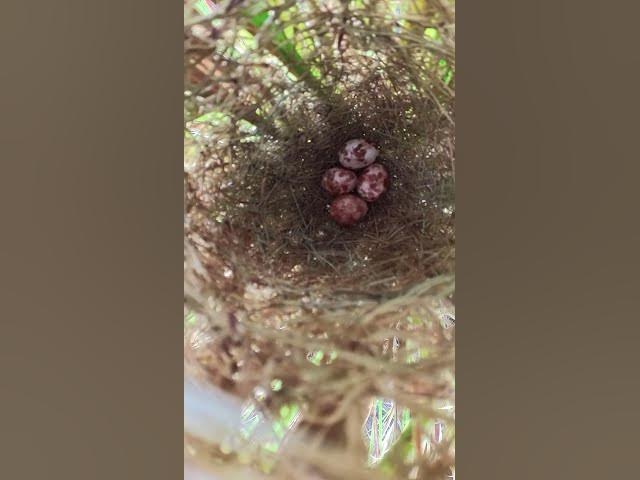 'Video thumbnail for All Egg Bird Groeth #birdnest #nature #birdlifeoutdoors #babyanimal #wildlife #birdlife #babybird'