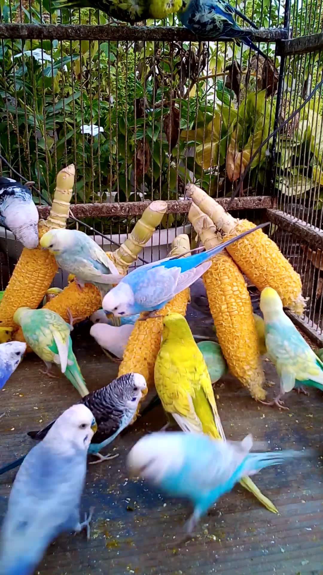 'Video thumbnail for Toller Rufton für Wellensittiche, der ihn glücklich macht!!! #Vögel #Liebe #Papagei #lustig  #vogel'