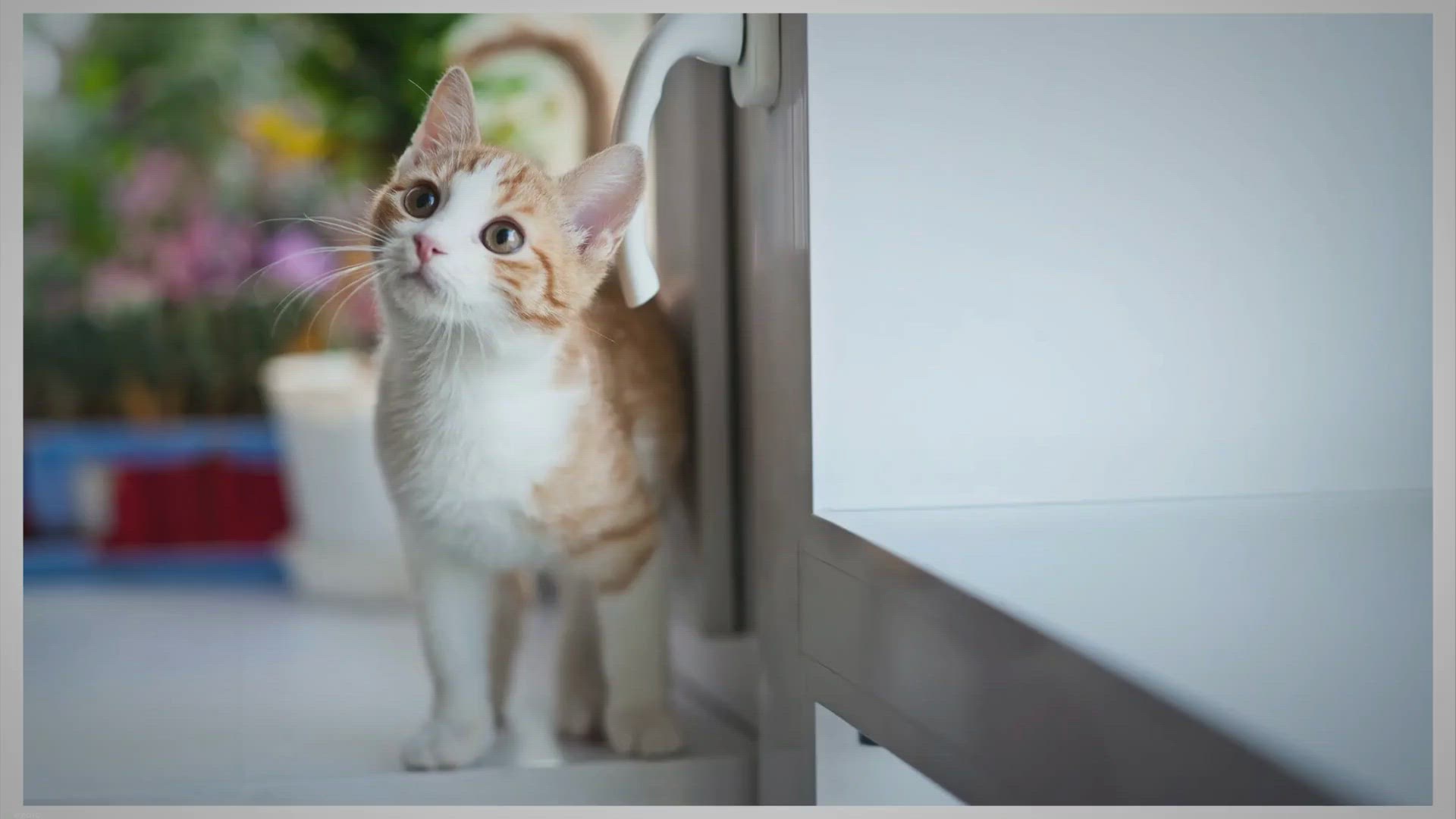 Video thumbnail for 11 Dinge die Katzen hassen!
