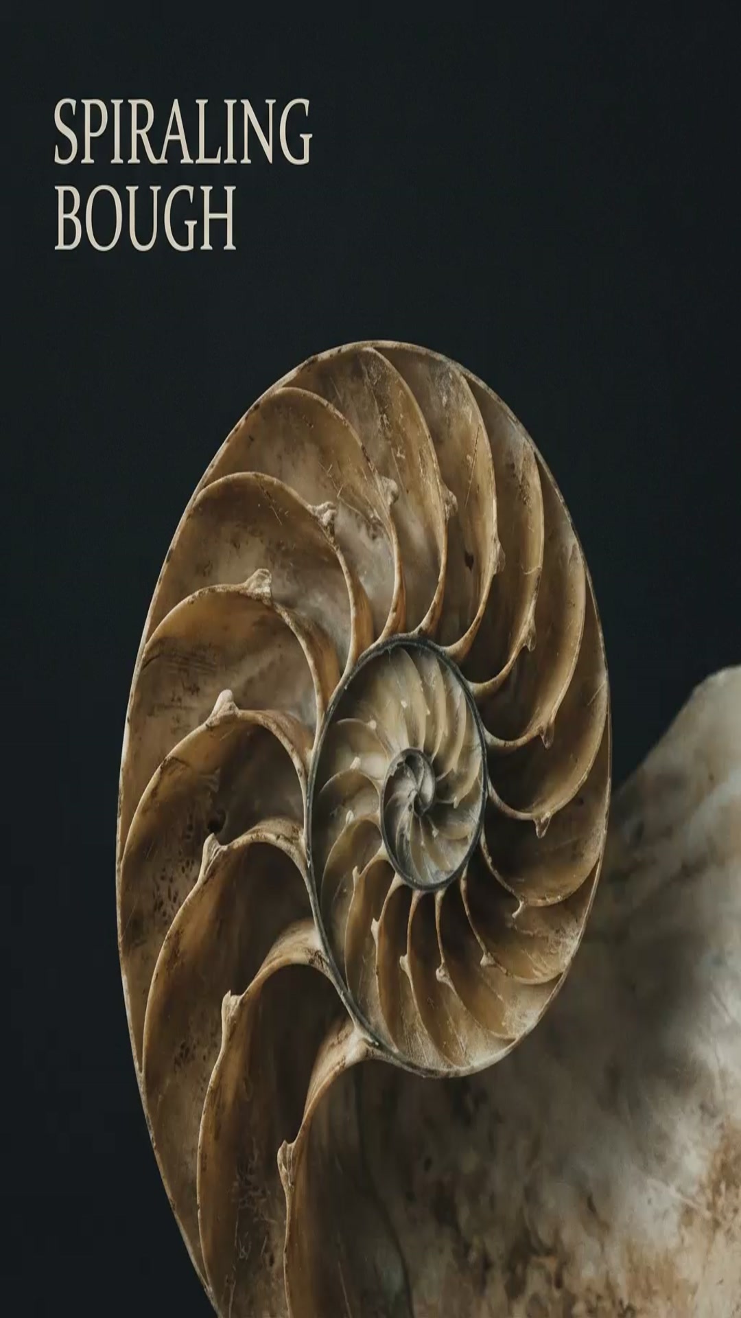 'Video thumbnail for 4   Spiraling Bough'