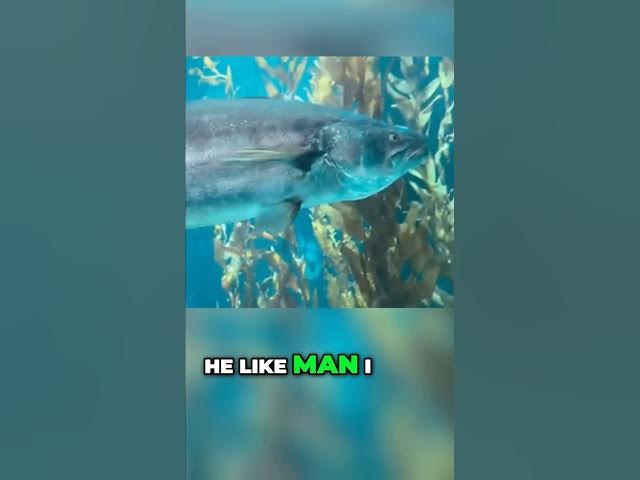 Video thumbnail for Giant Sea Bass Hates the Spotlight: Watch HIM SWIM AWAY