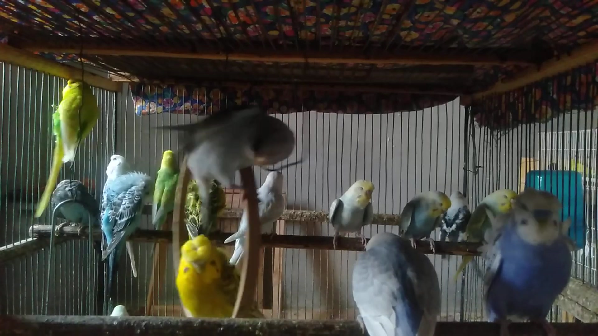 'Video thumbnail for Wild vs Pet Budgies – Can You Spot the Difference 🌿🏠'