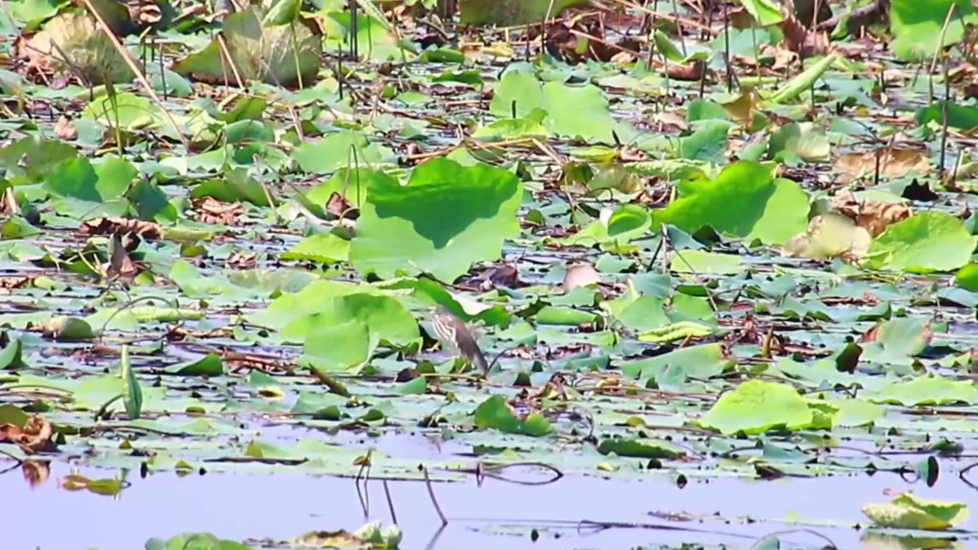 Video thumbnail for In lake bird stay underwater wait catch food eat