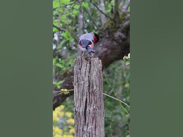 Video thumbnail for How Long Do House Finches Live? | Pet Finch Care & Lifespan Guide