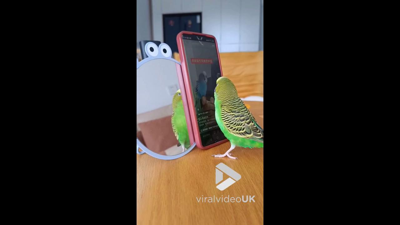 Video thumbnail for VV5024 Parrot swipes TikTok videos with its claw