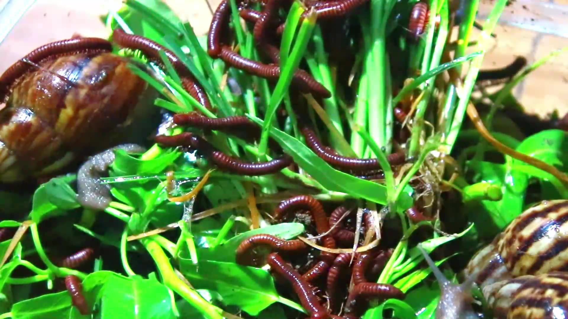 'Video thumbnail for Snail or red worm eat fruit at night'
