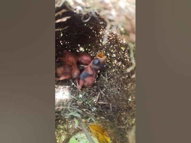 'Video thumbnail for #birdwatch #wildlife #birdwatching #nature #birdfeeding #birdsound #birds #cuteanimals'