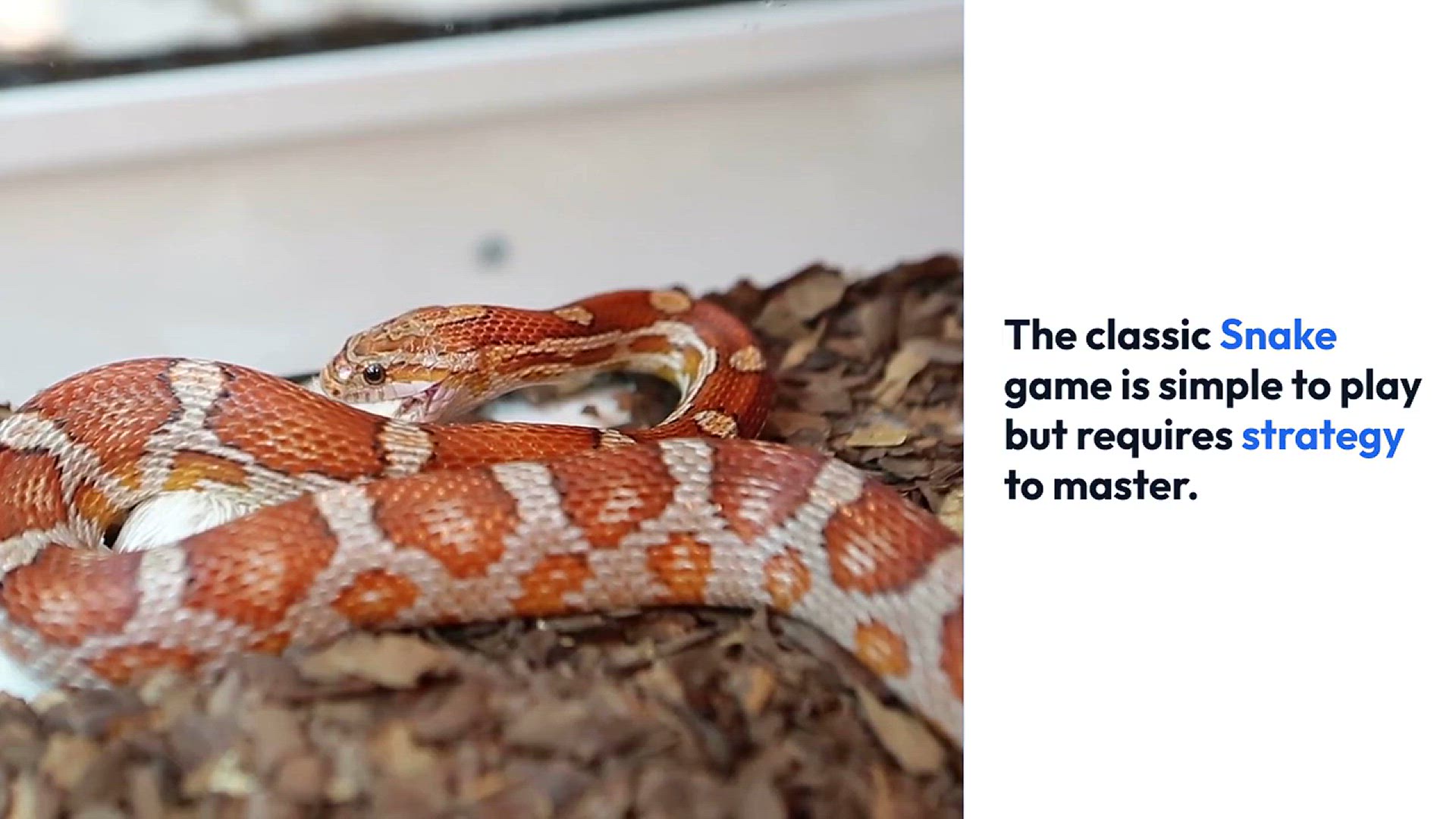 Video thumbnail for Mastering_Snake_Game_Strategies