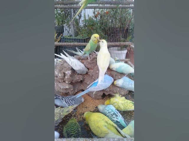 Video thumbnail for 🍓自然ごはん×遊び＝インコの幸せ習慣🌞🐤