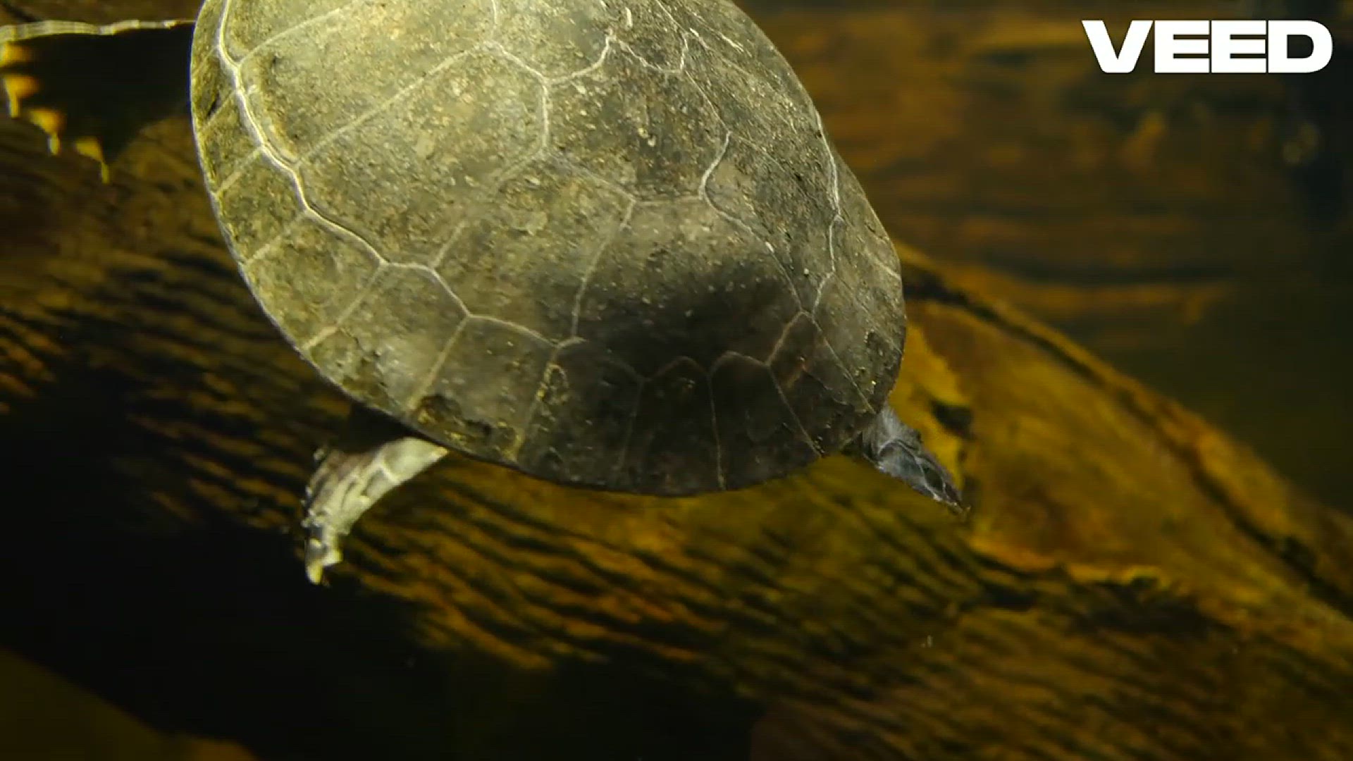 Video thumbnail for Ultimate Softshell Turtle Tank Guide!