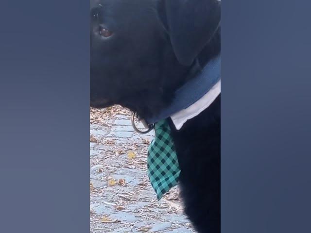 'Video thumbnail for #fashiondog #fashionblogger #happydog #gooddogs #blacklabrador'