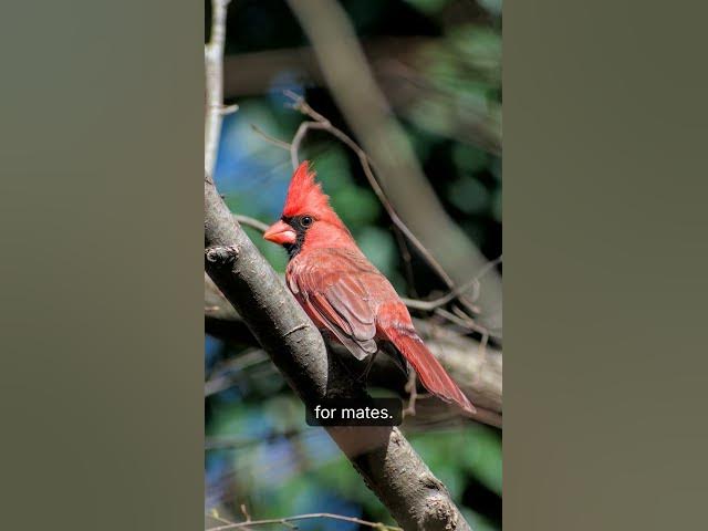 Video thumbnail for Where Do Cardinal Birds Go In Winter? Winter Cardinal Life in USA | Birdever