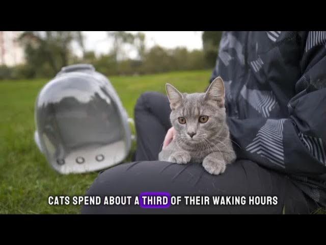'Video thumbnail for Whiskers and Wonders: 10 Fascinating Cat Facts'