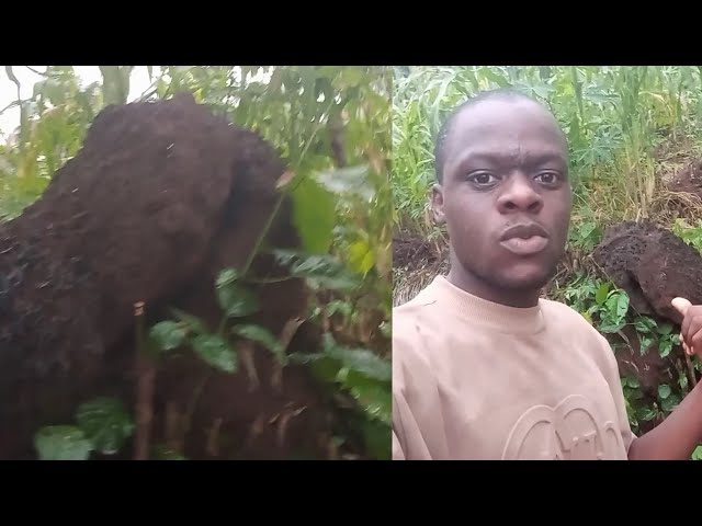 'Video thumbnail for Explaining what I saw in the forest'