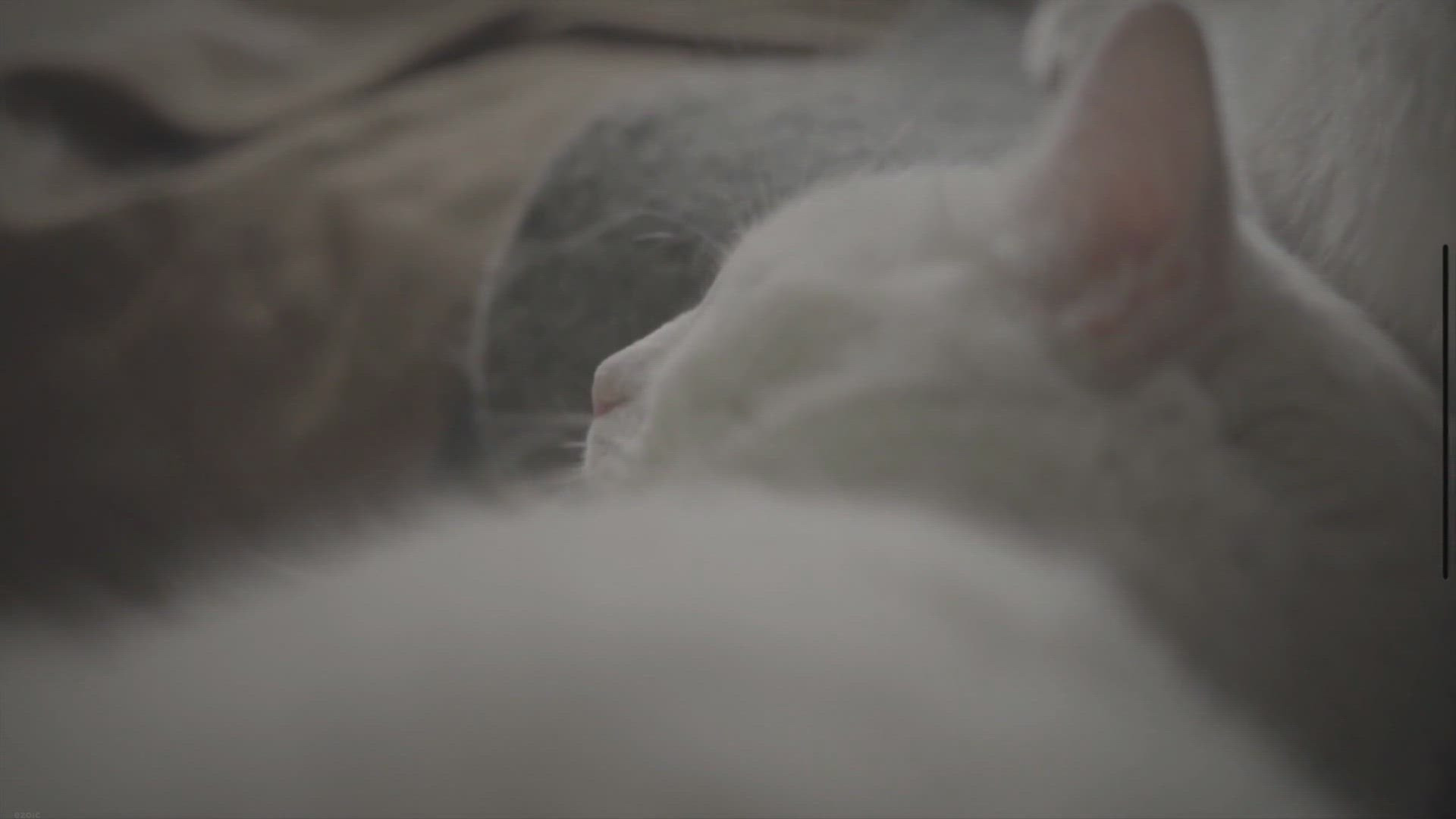 Video thumbnail for Do Cats Know We Love Them?
