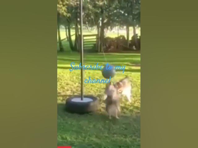 Video thumbnail for #animals #dogs