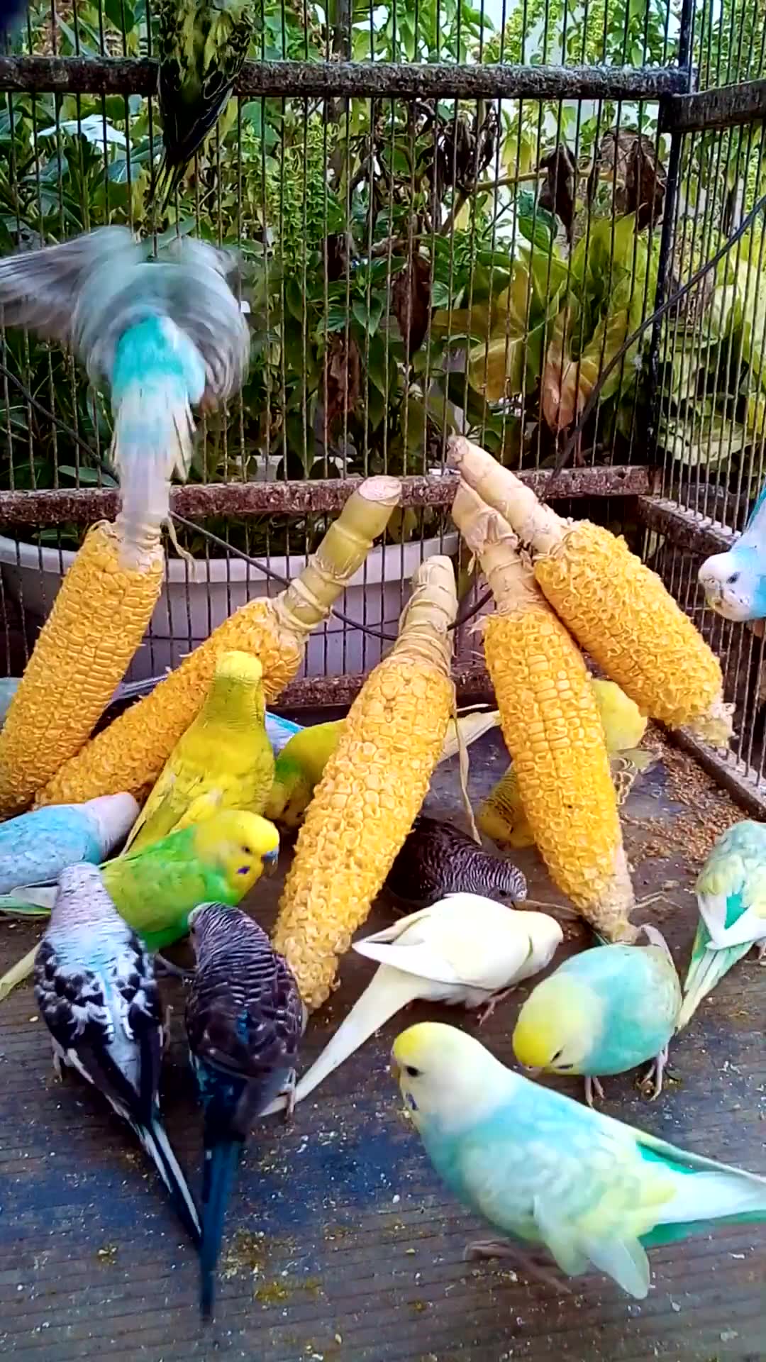 'Video thumbnail for Toller Rufton für Wellensittiche, der ihn glücklich macht!!! #Vögel #Liebe #Papagei #lustig  #vogel'