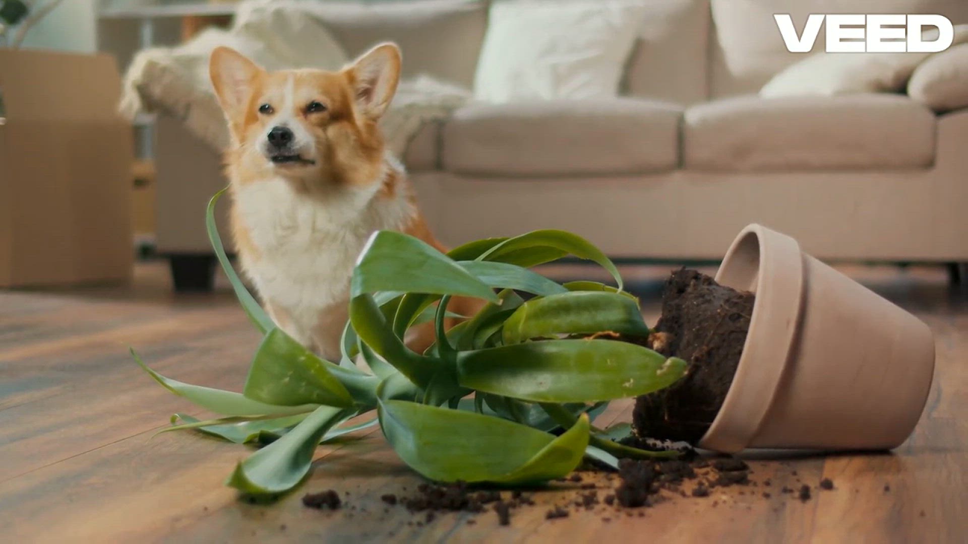 'Video thumbnail for Essential Products for Happy Pets!'