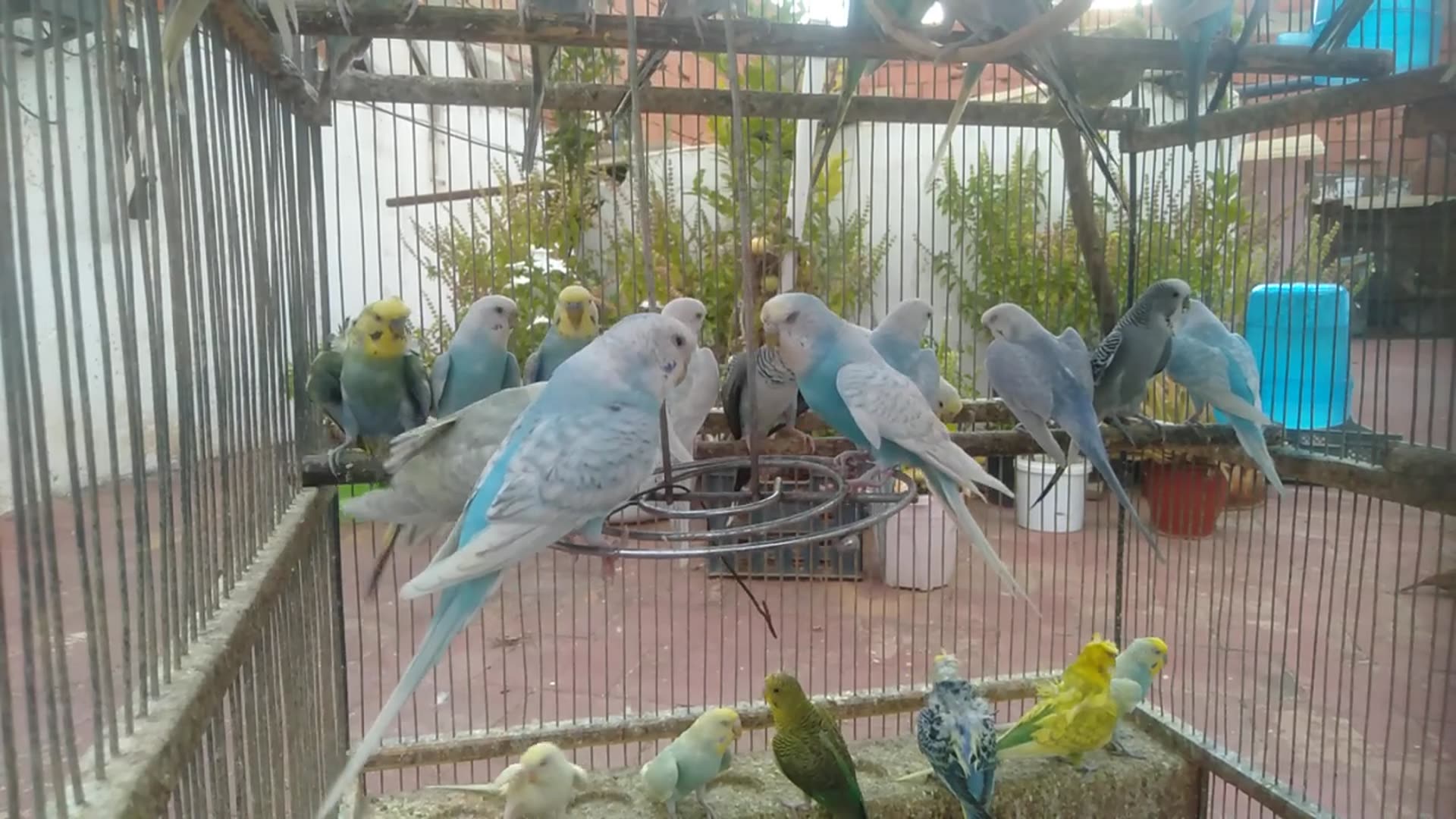 'Video thumbnail for Bird ASMR Parrot Sounds Only – No Music, No Talk 💤🎧'