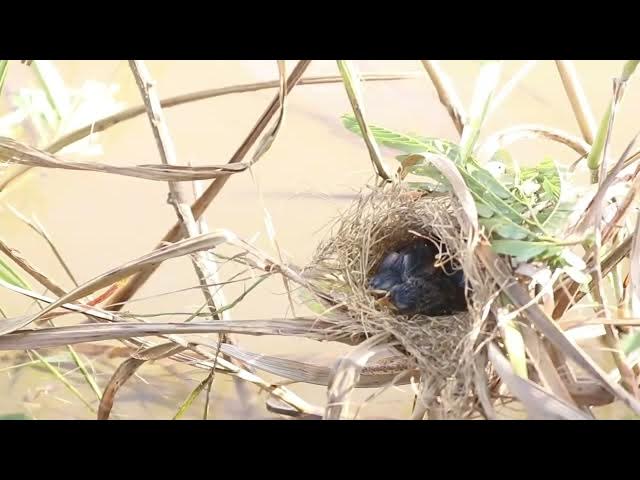 'Video thumbnail for "Solo Dining: Baby Birds Fend for Themselves in the Nest"'