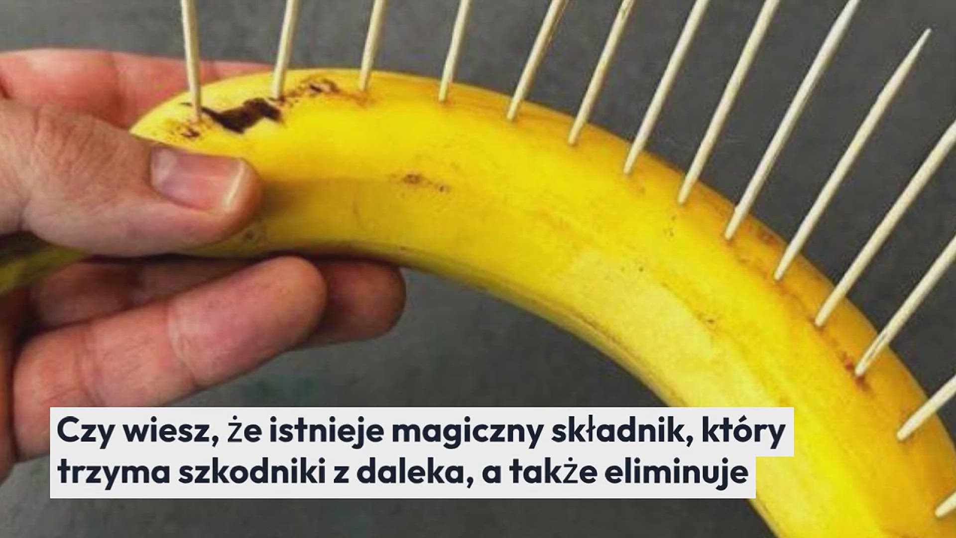 Video thumbnail for Nie tylko odstrasza szkodniki, ale także eliminuje chwasty: “magiczny” składnik