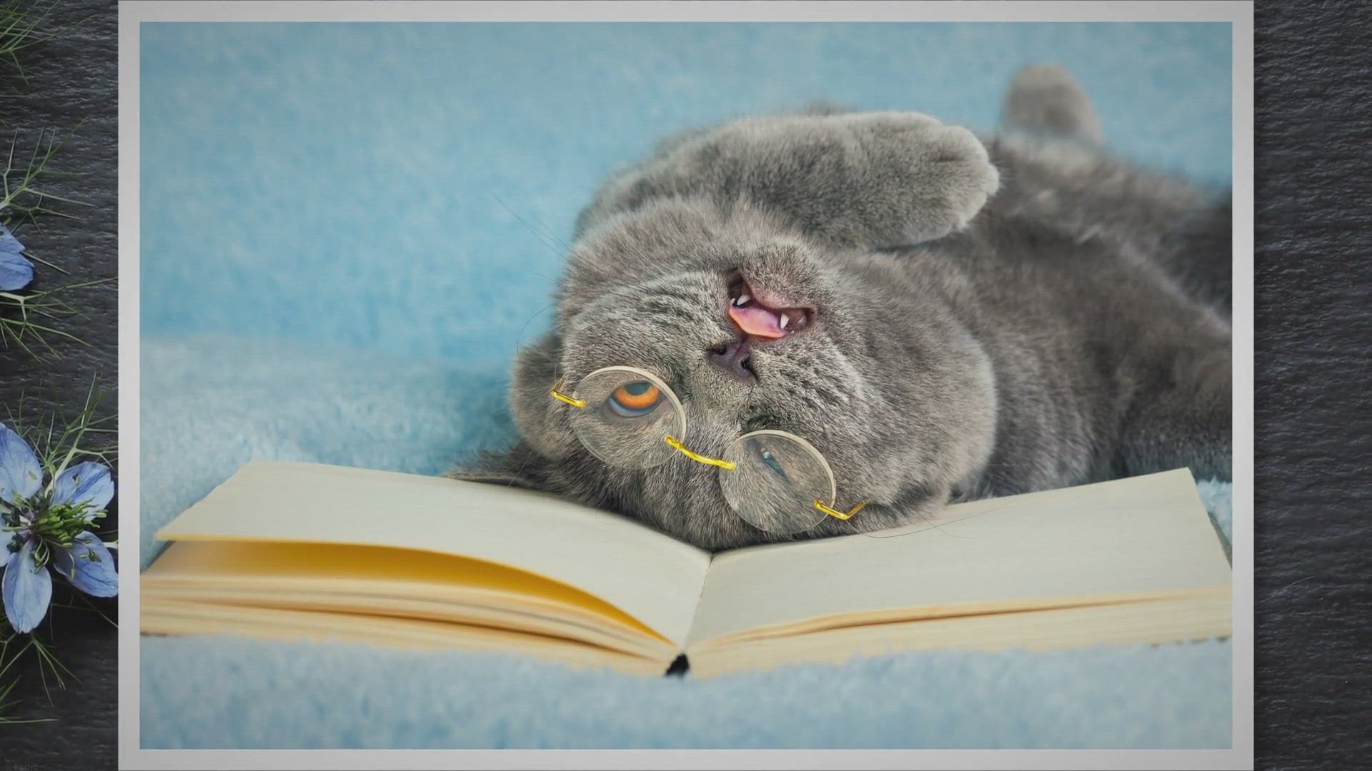 Video thumbnail for Why Do Cats Sometimes Stick Their Tongue Out? The Fact Reasons Behind!