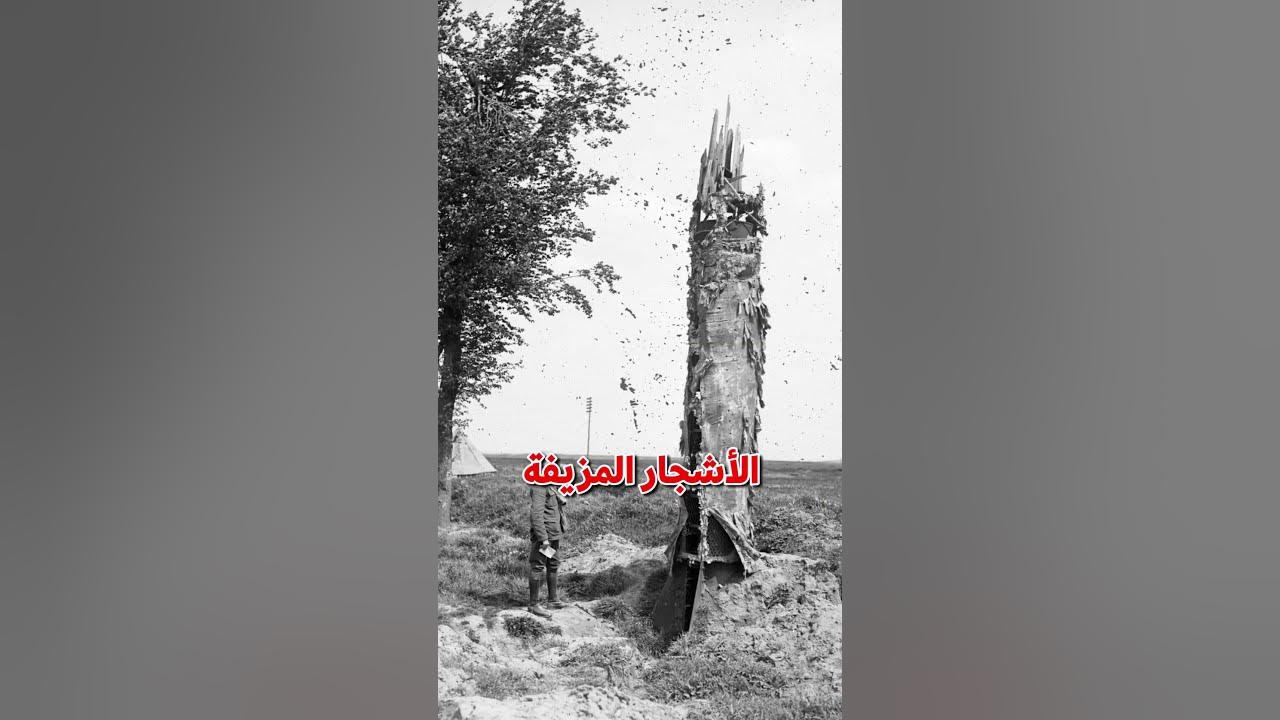 Video thumbnail for الاشجار المزيفة !