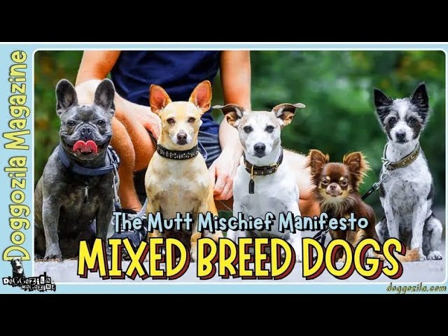 'Video thumbnail for Mixed Breed Dogs: The Mutt Mischief Manifesto'
