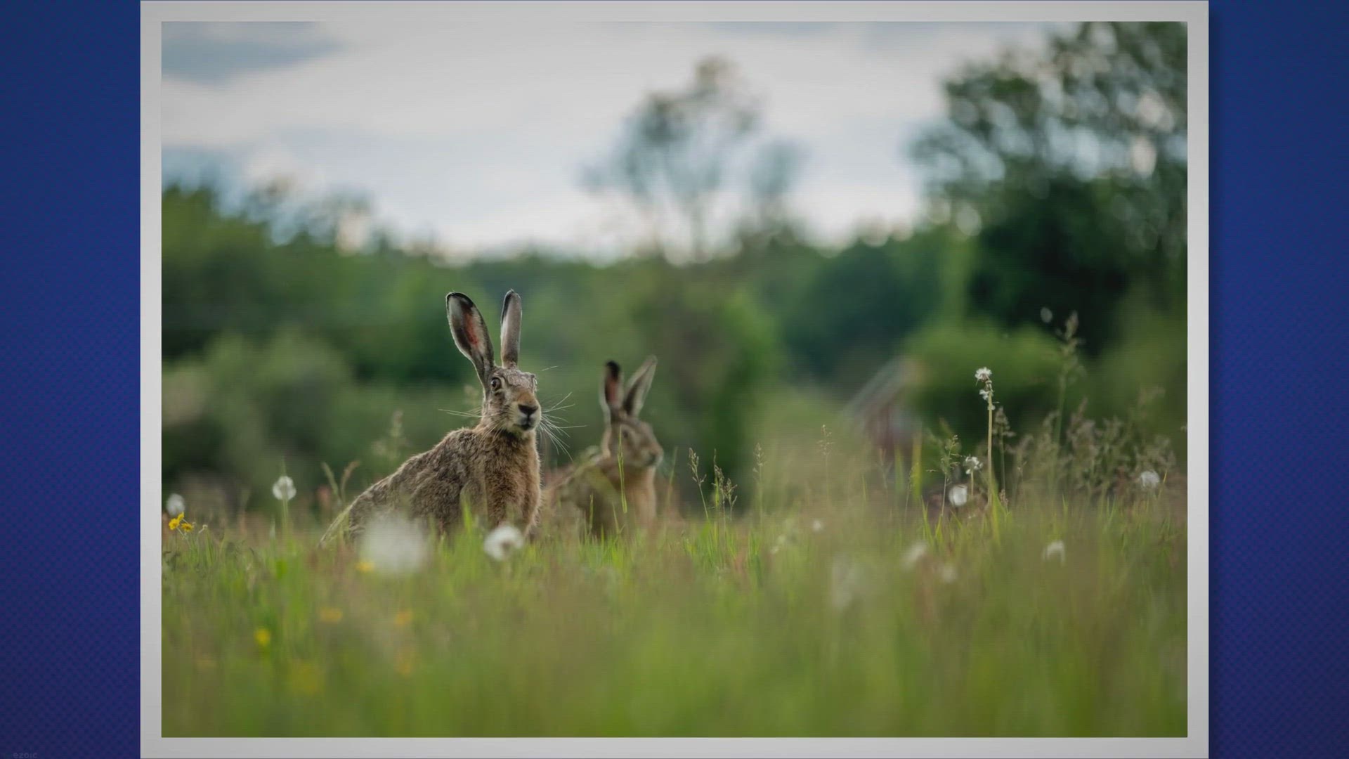 Video thumbnail for Exploring the Fascinating Habitat and Behavior of Wild Rabbits