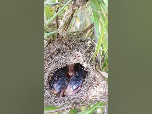 'Video thumbnail for Bird Waiting Feed on nest 2  #bird #birds #birdnest #birdwatching #shortvideo'