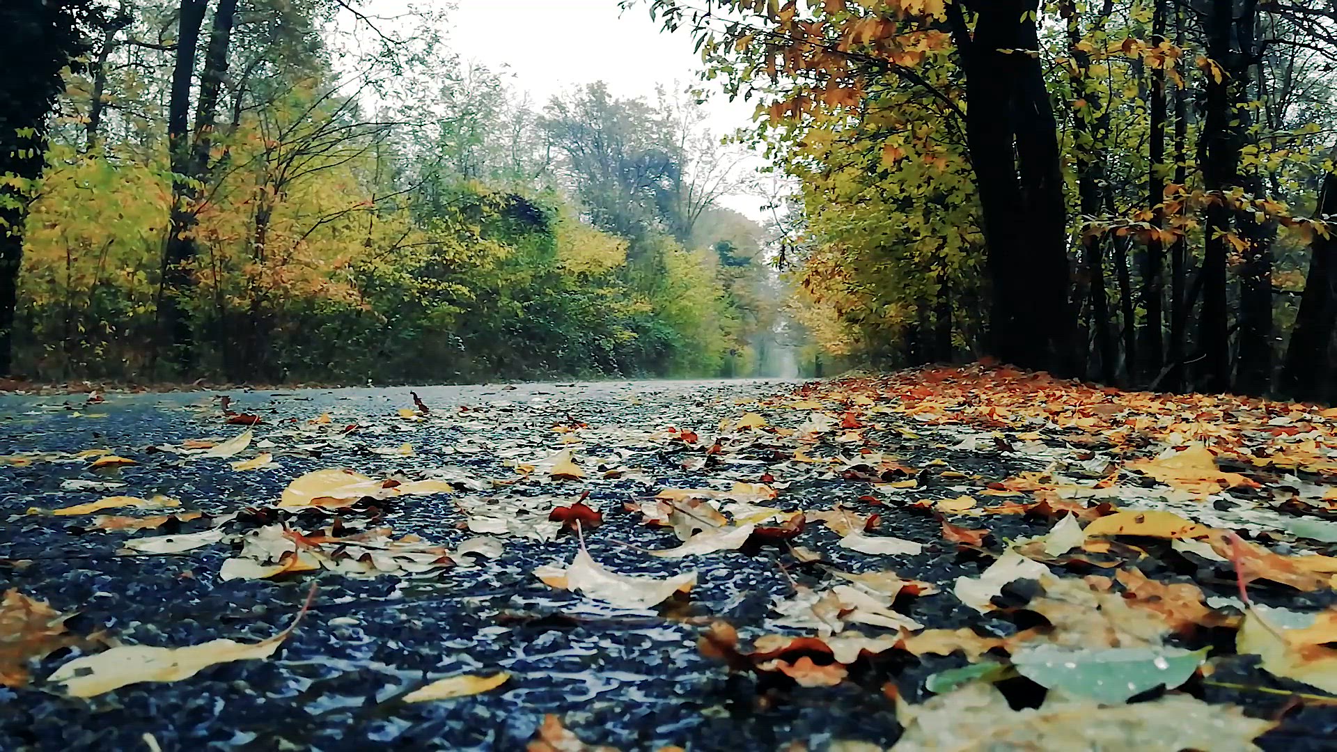 Video thumbnail for Rainy Trail