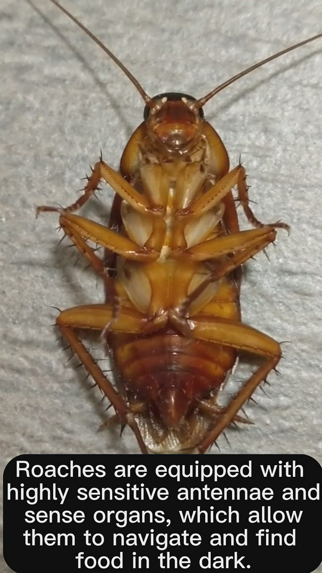 Video thumbnail for are-roaches-nocturnal