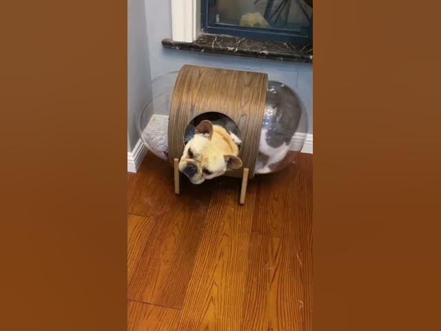'Video thumbnail for Dog VS Cat - Cage Fight #dogfight #catfight #dogandcatfriends #doggosdoingthings #puppylife'
