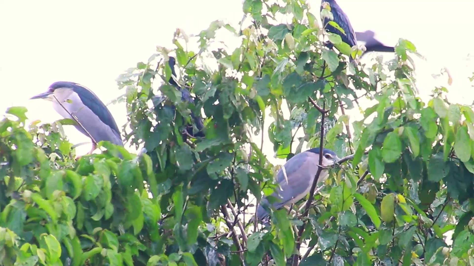 Playlist thumbnail for Wild bird a lot