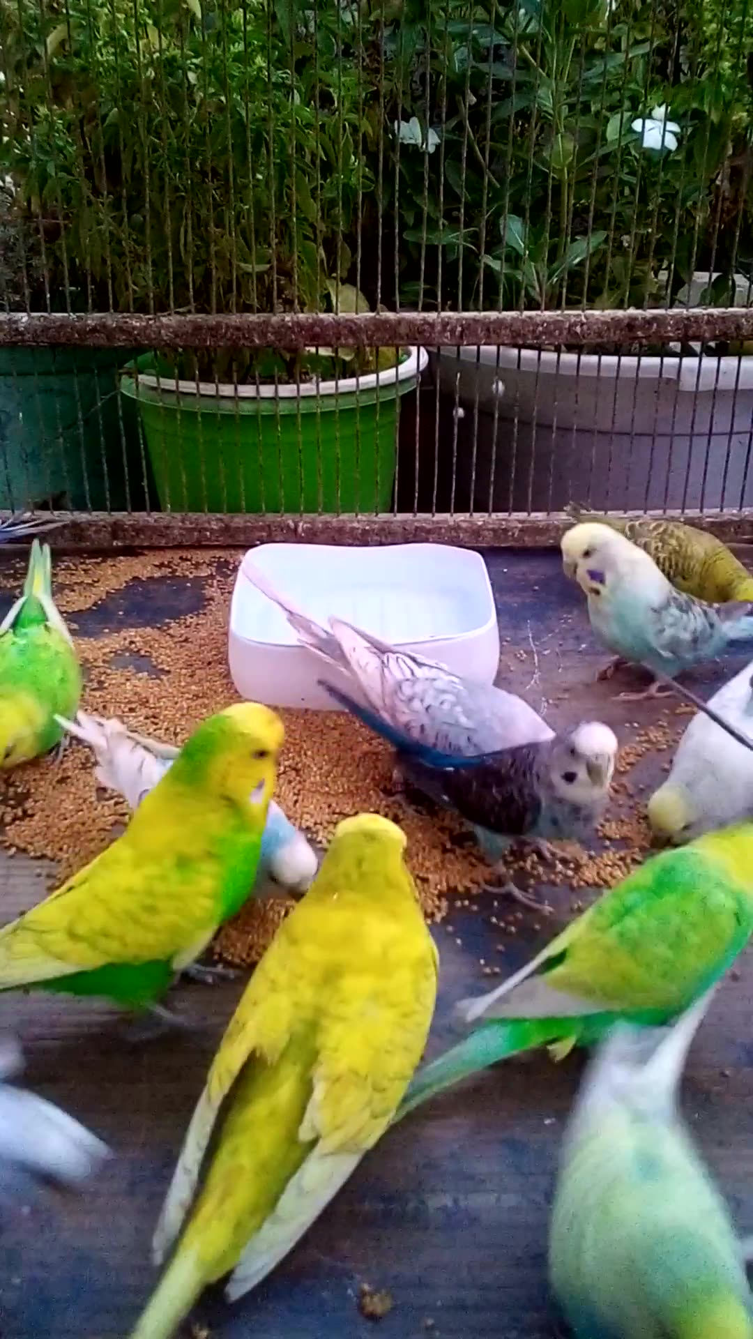 'Video thumbnail for This Amazon bird toy is SO COOL#birds#parrot #birdslover #budgis #lovebirds #budgiegar #cute #health'