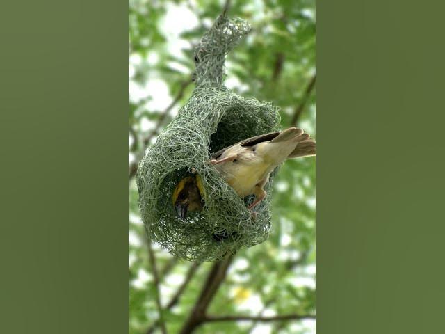 Video thumbnail for Birds Nest Identification Secrets Revealed!