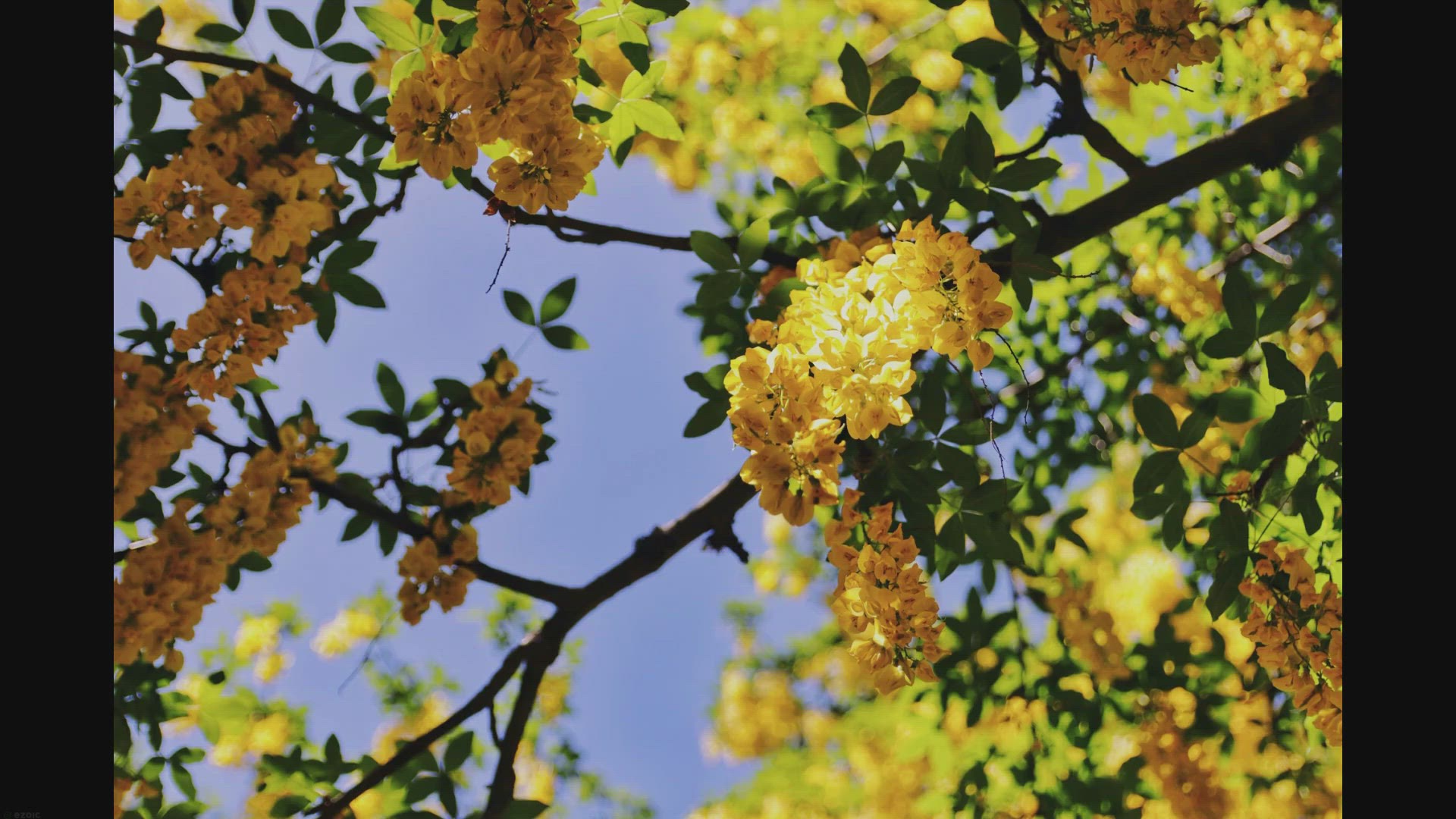 Video thumbnail for Trees With Yellow Flowers in California – 6 Potential Options
